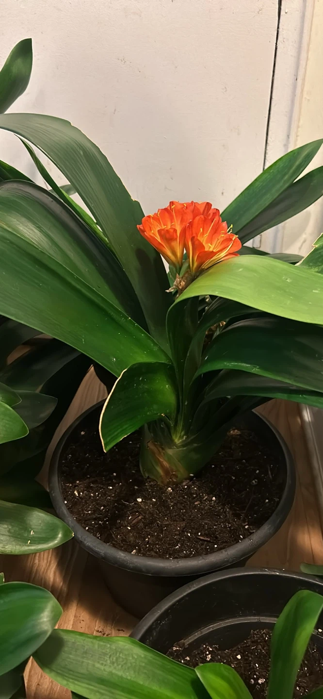 Large and Mature Clivia Plants with Orange Blooms - photo 3