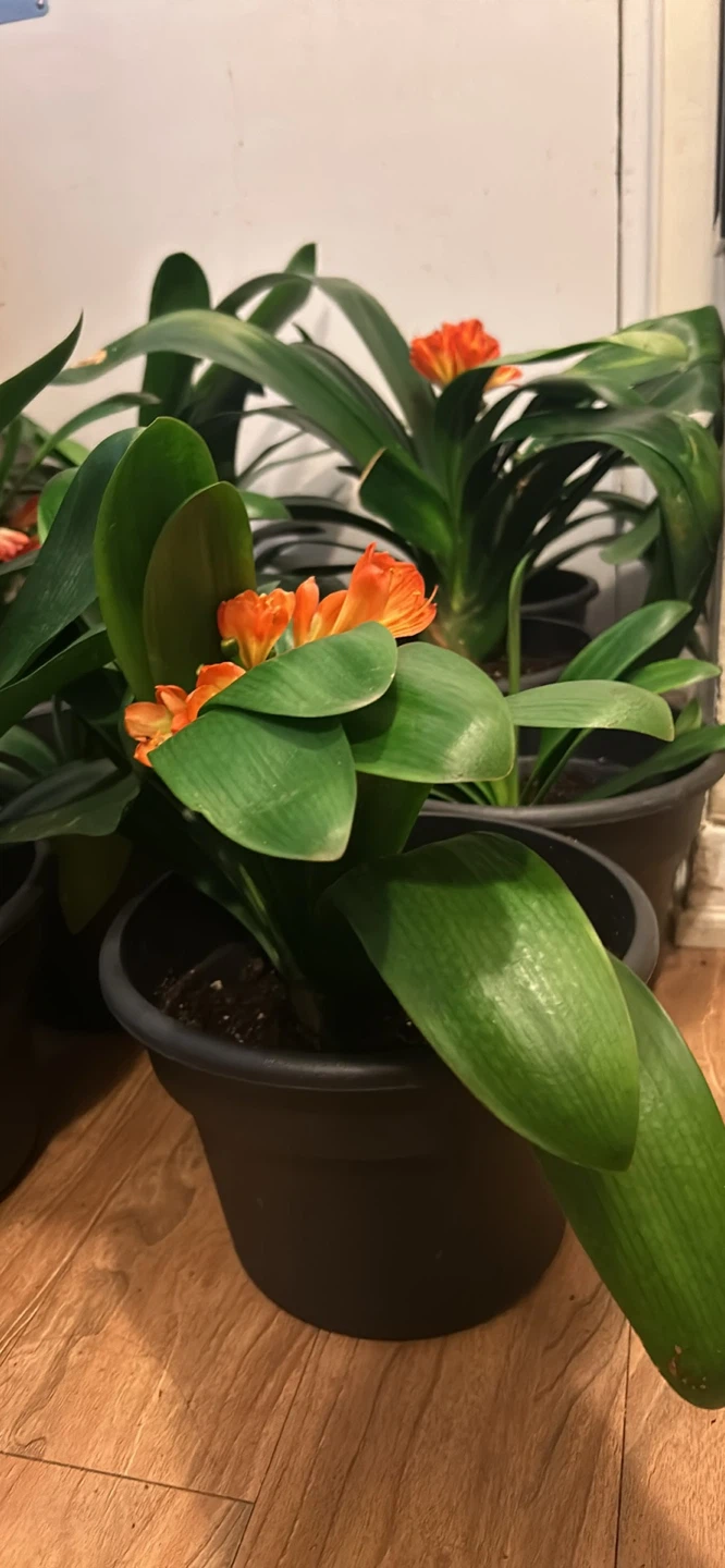 Large and Mature Clivia Plants with Orange Blooms - photo 4