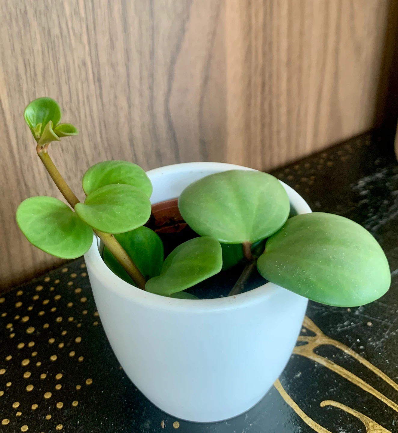 Potted Peperomia “Hope” Plant in 2” pot