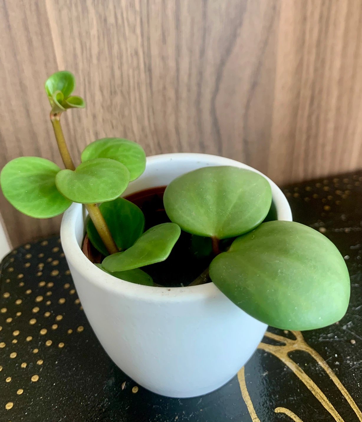 Potted Peperomia “Hope” Plant in 2” pot - photo 2