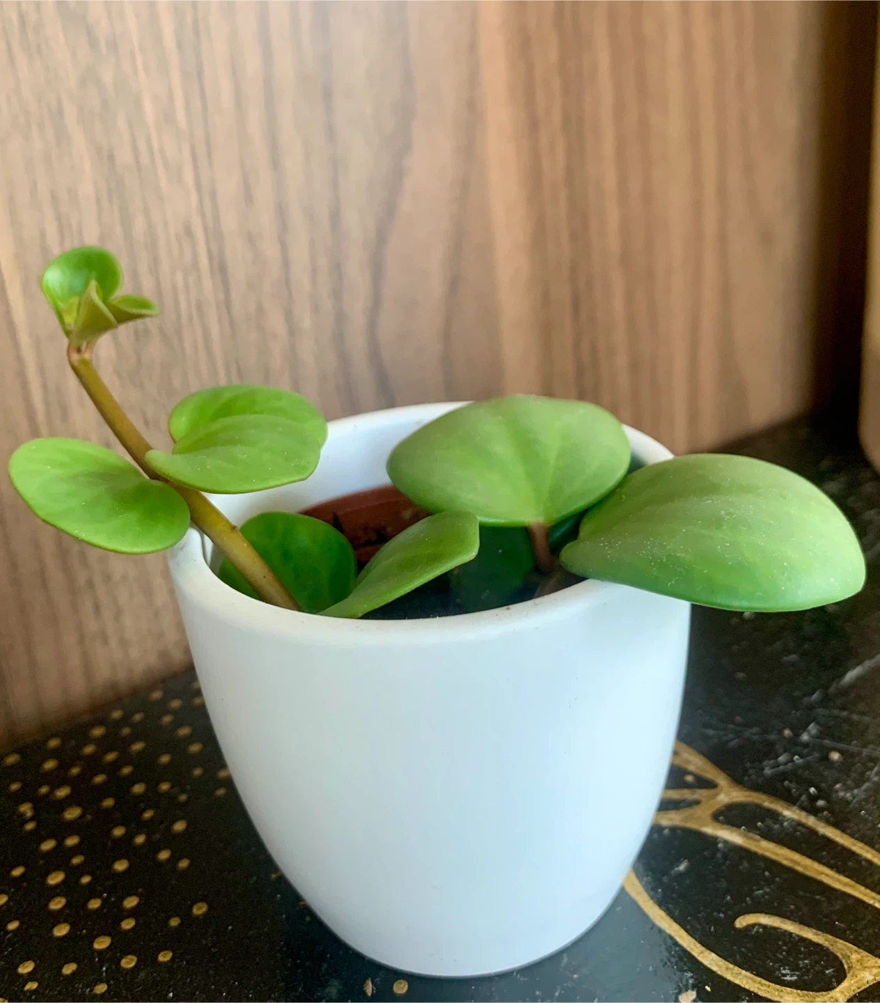 Potted Peperomia “Hope” Plant in 2” pot - photo 3