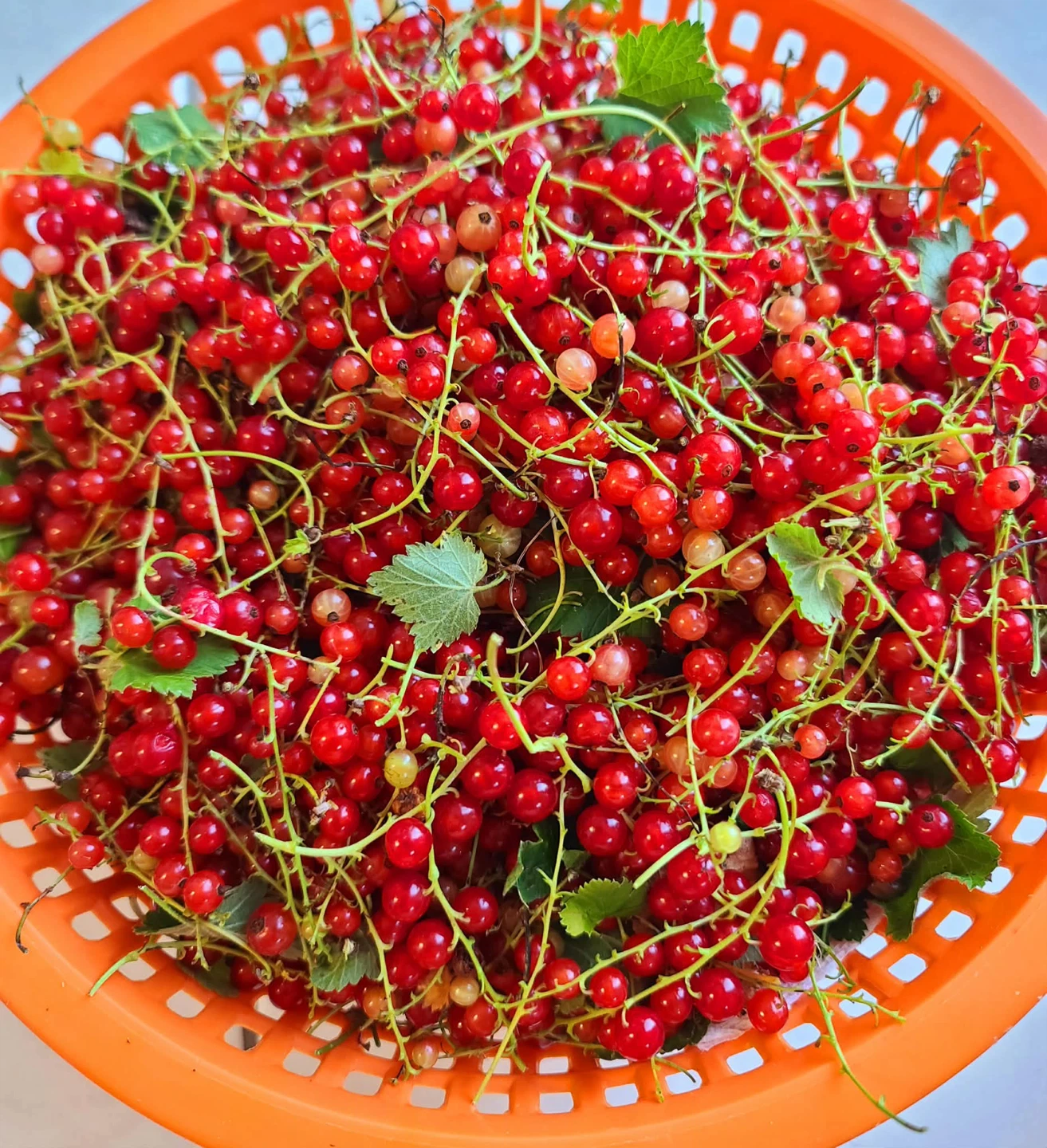 Organic red currant from my garden