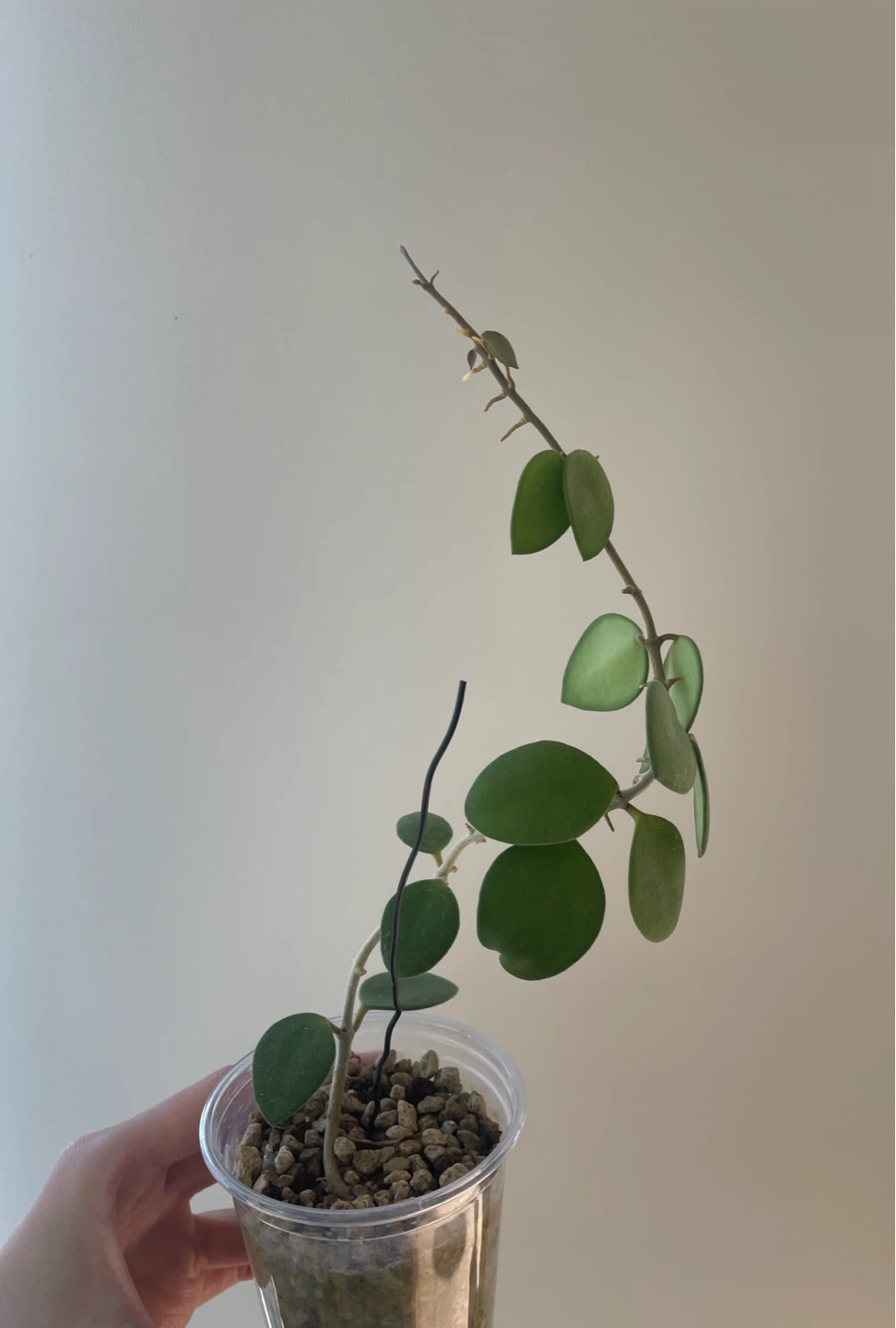 Hoya Nummularioides Plant
