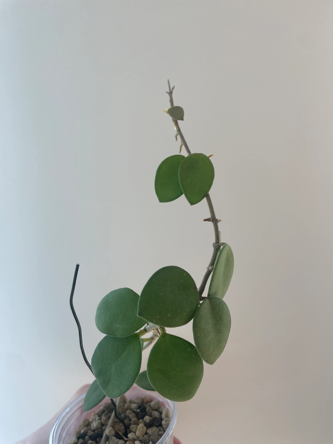 Hoya Nummularioides Plant - photo 2