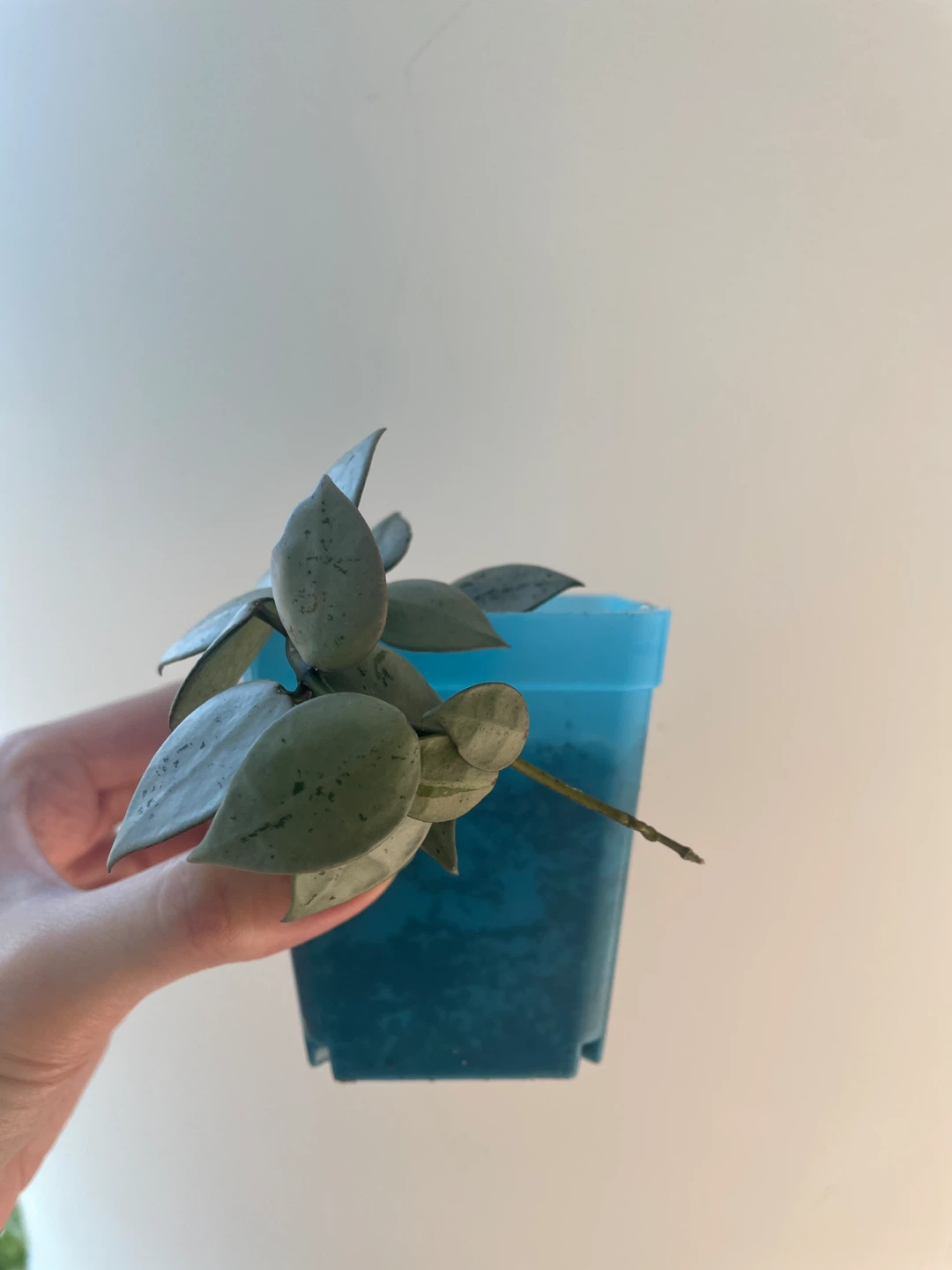 Hoya Krohniana Super Silver rooted - photo 2