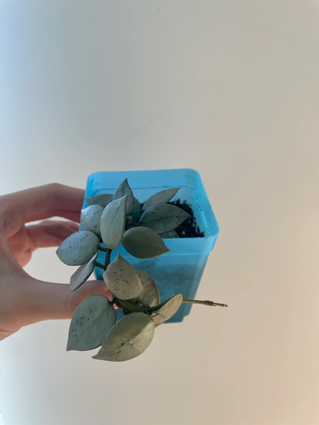 Hoya Krohniana Super Silver rooted