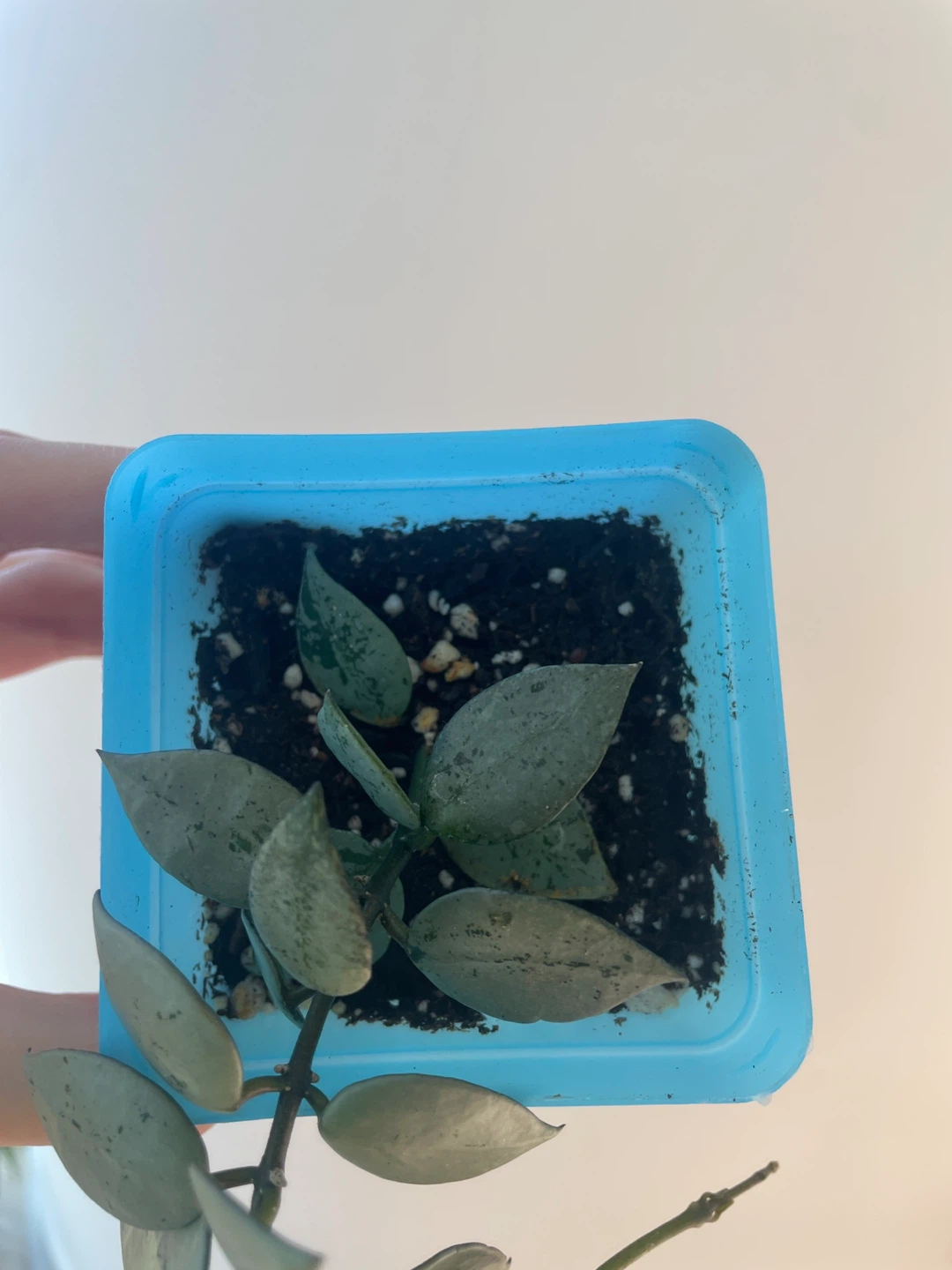 Hoya Krohniana Super Silver rooted - photo 3