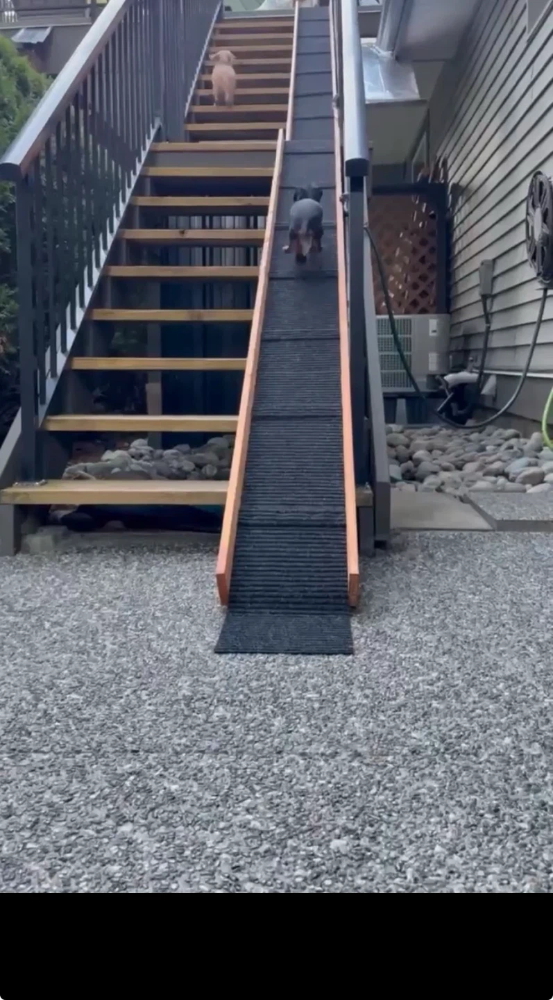 🐶Dog Ramps For Stairs 🐶 - photo 2