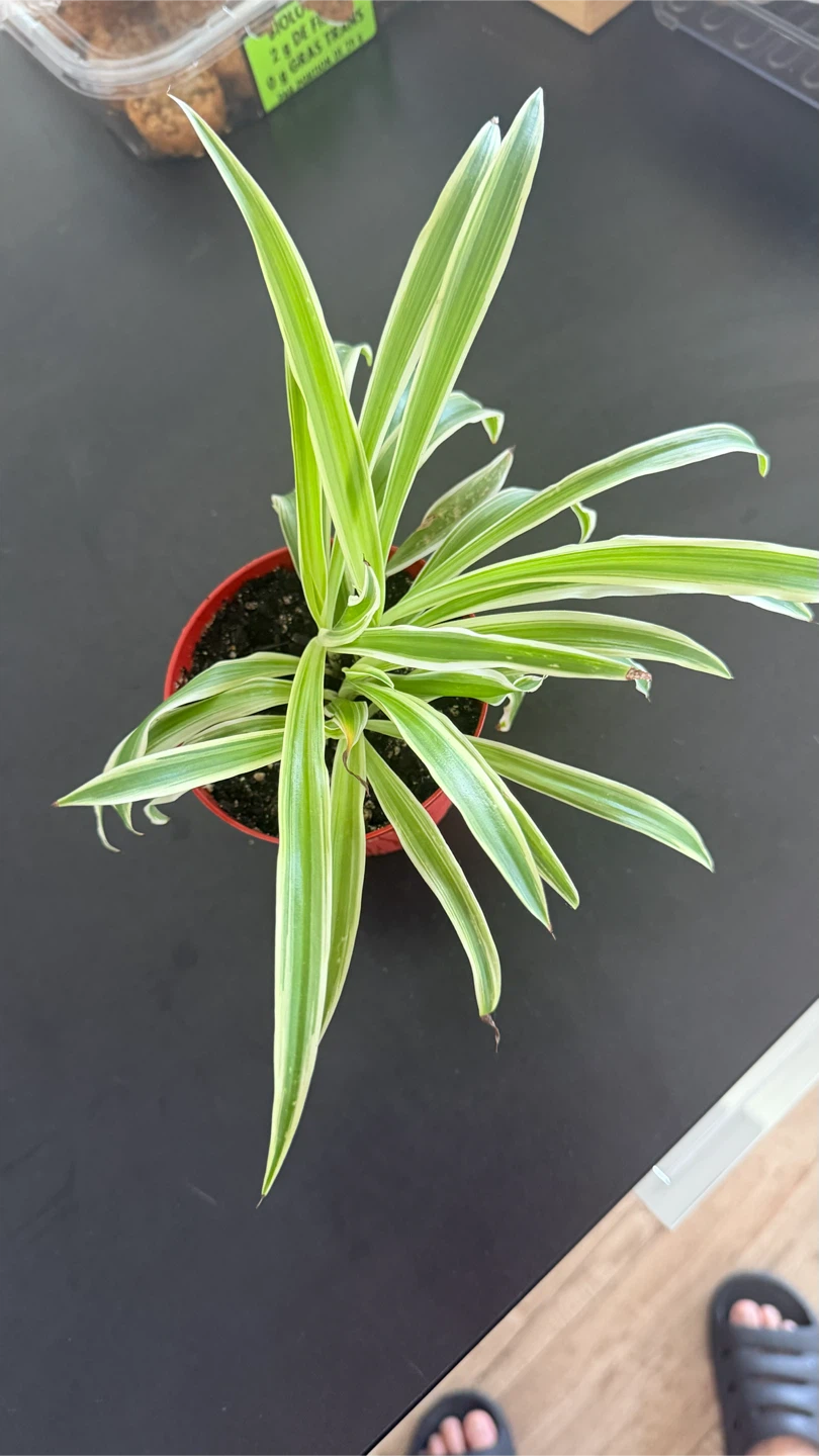 Spider Plant pot included - photo 2