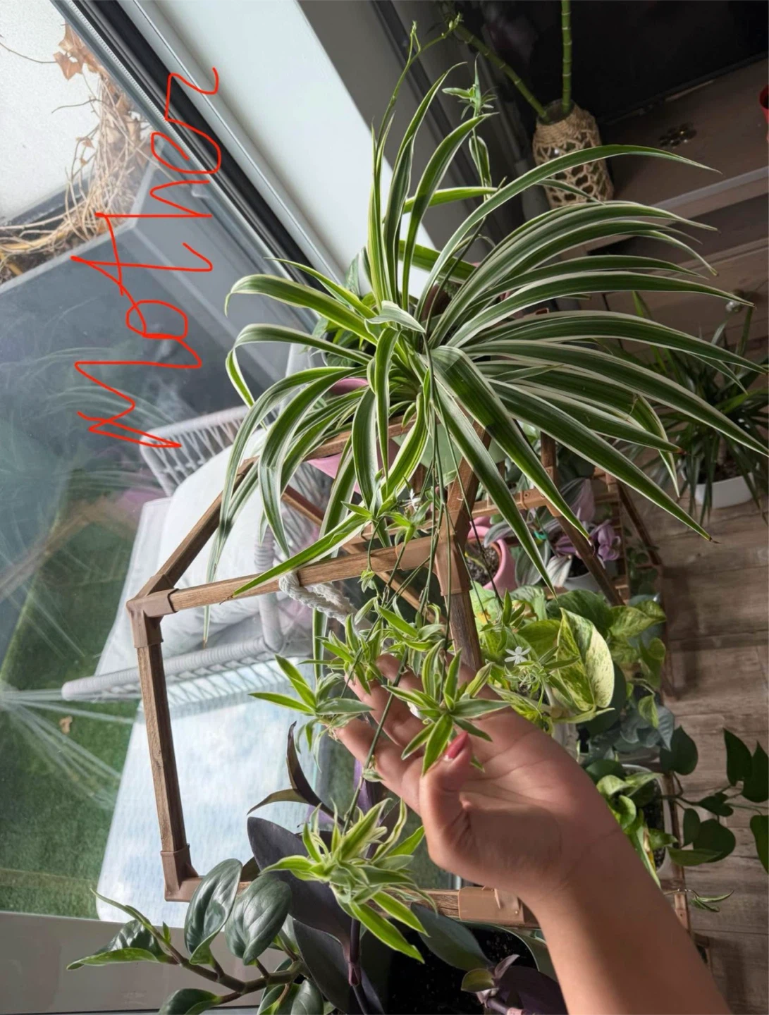 Spider Plant pot included - photo 3