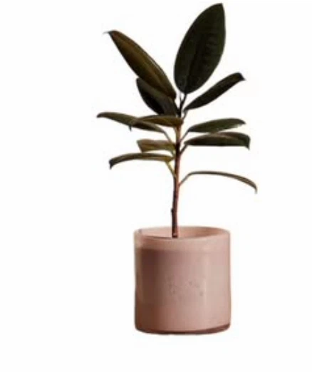 10 Simons Maison Speckled Tinted Glass Planter 4.5 in - photo 4