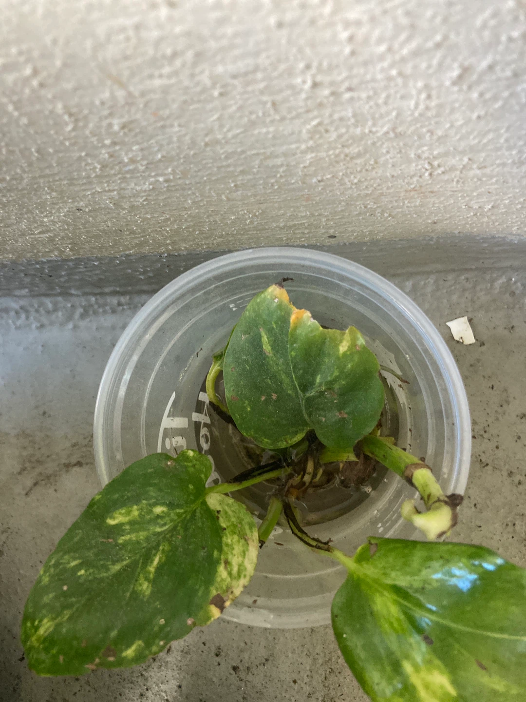 Pothos Plant Cutting