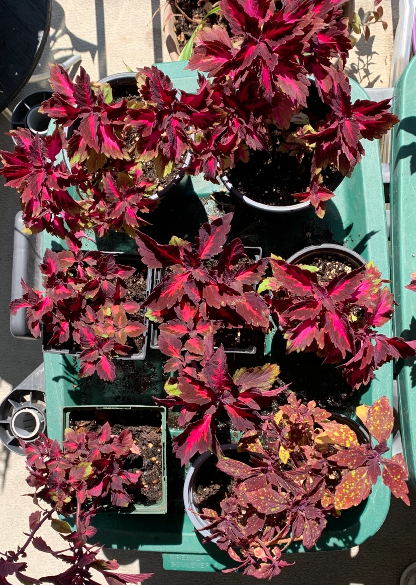 Coleus plants