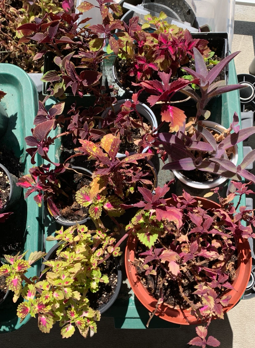 Coleus plants - photo 2