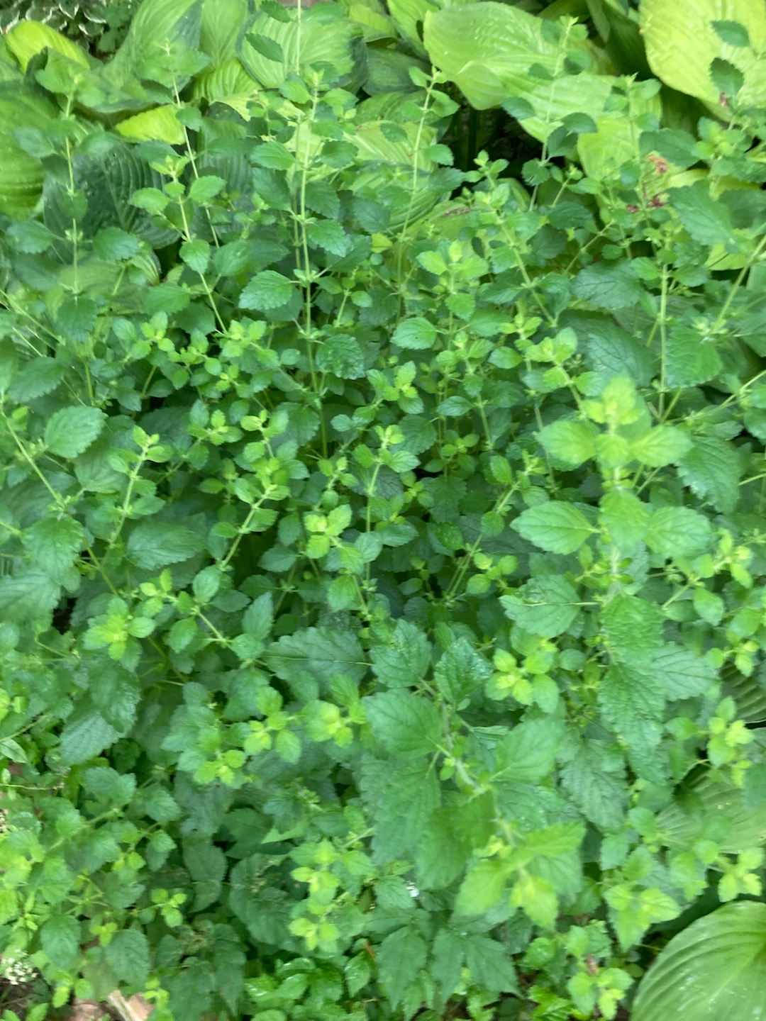 Fresh Lemon Balm Plant