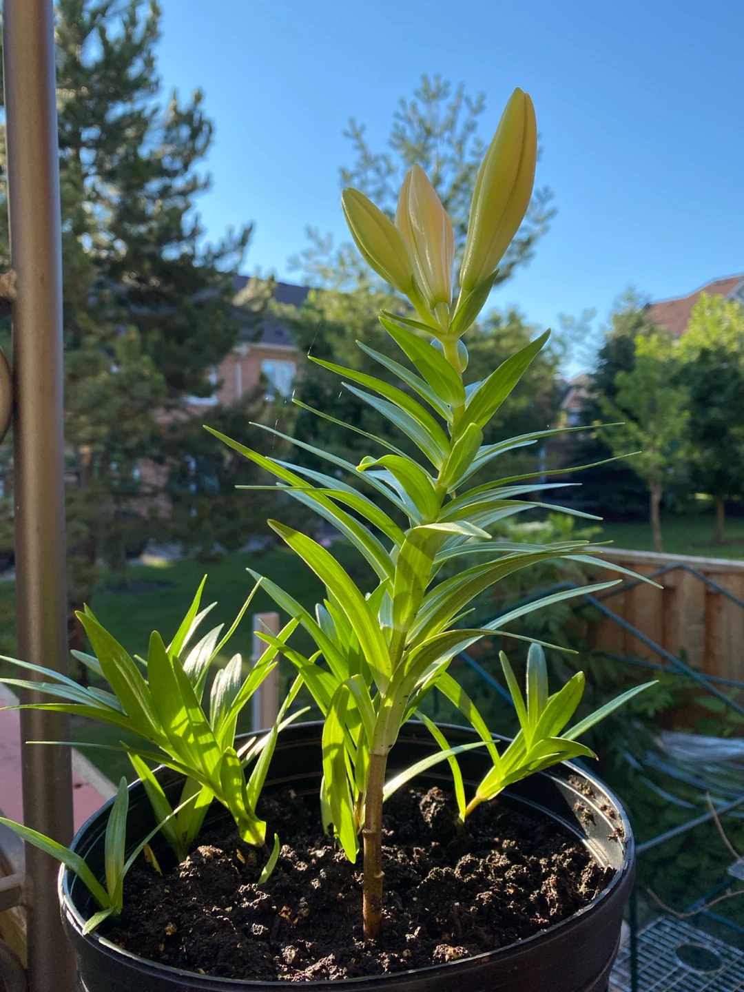 Lily plant with buds