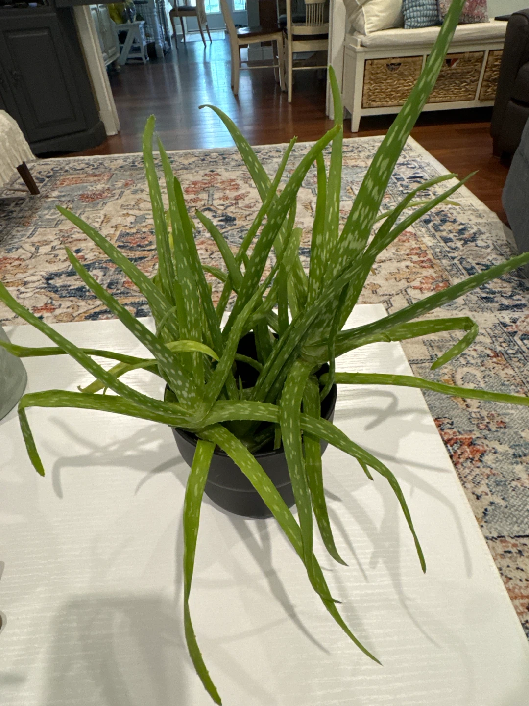 Aloe Vera Plant