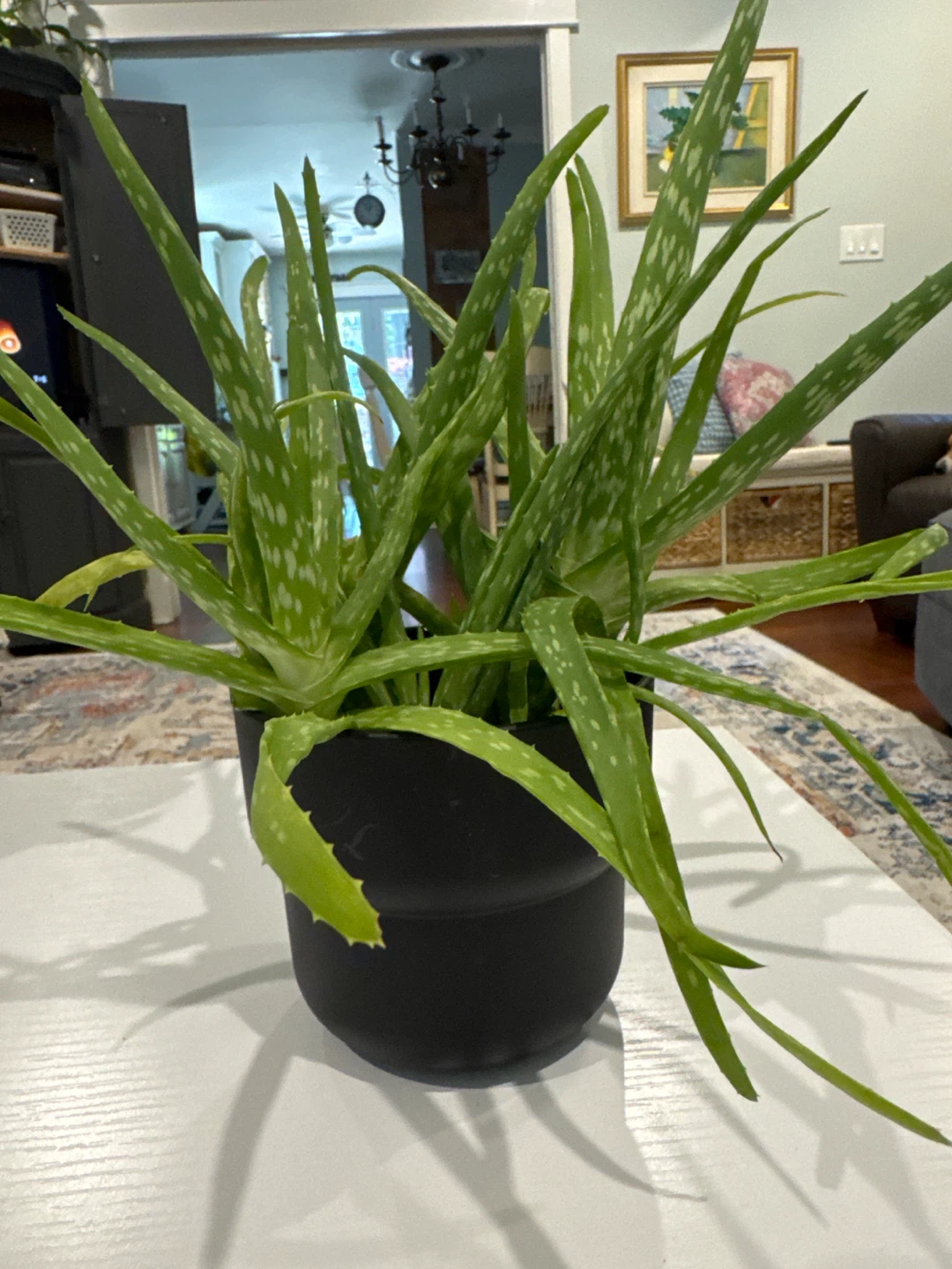 Aloe Vera Plant - photo 2