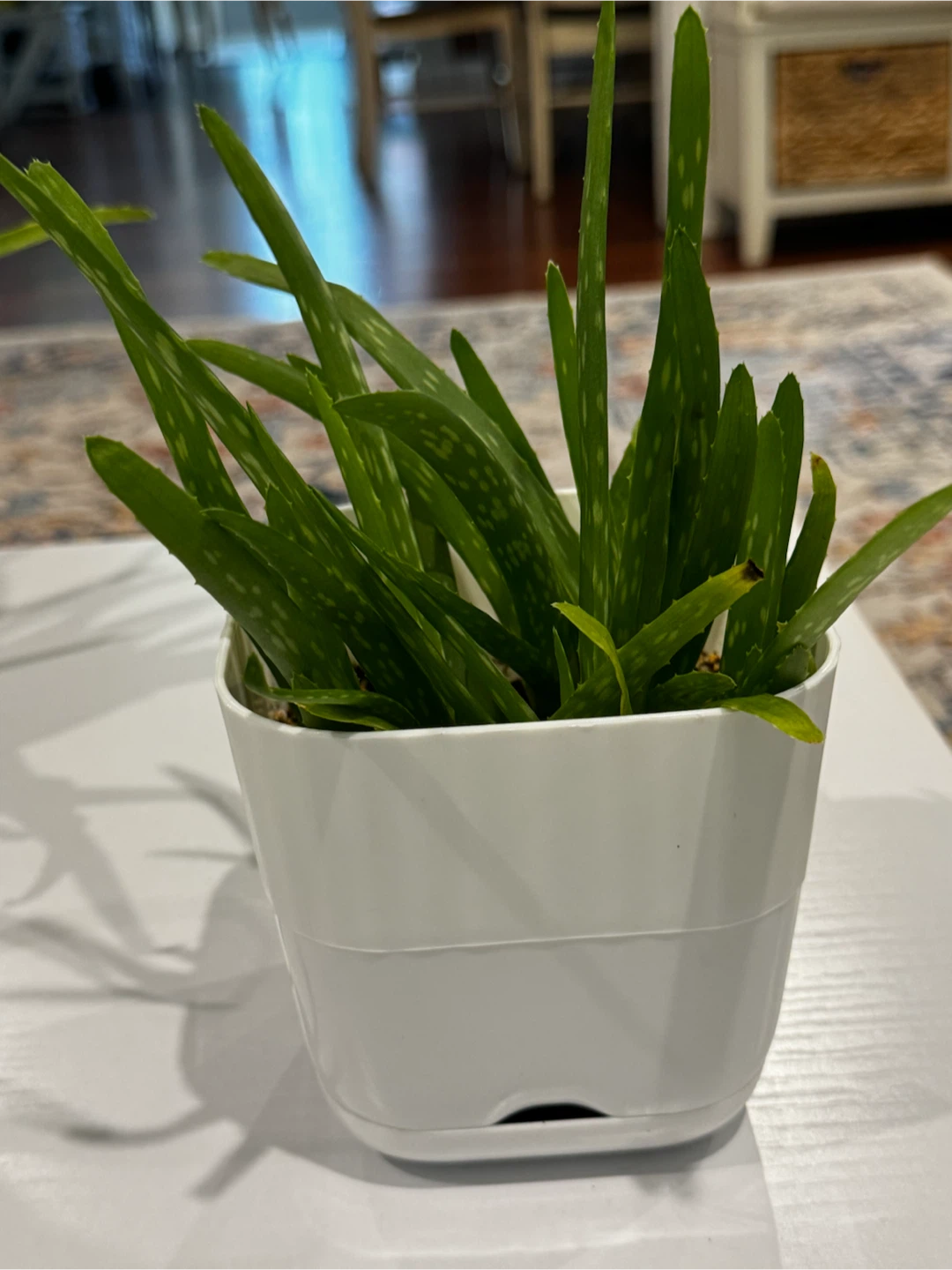 Aloe Vera Plant in White Pot