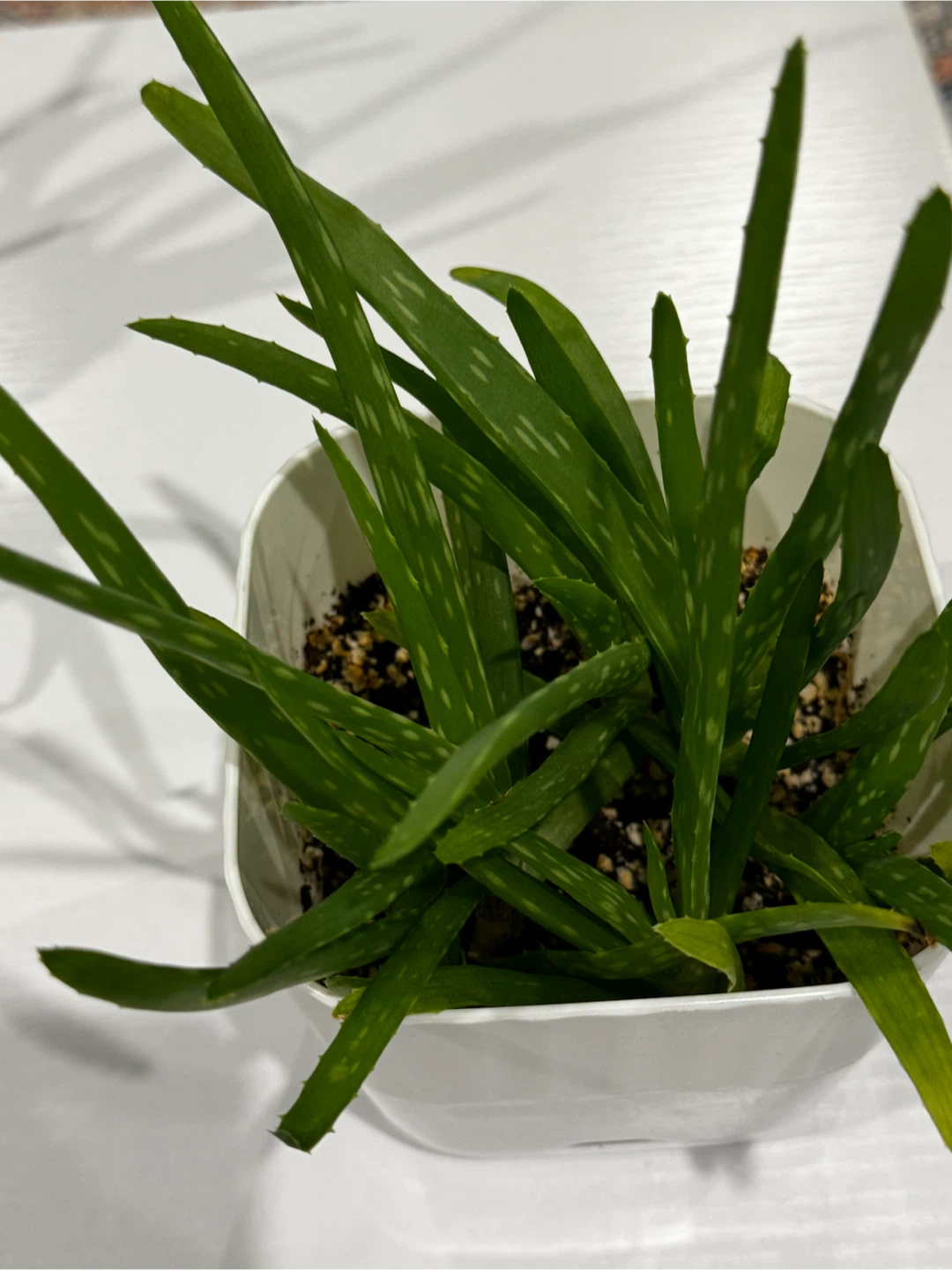 Aloe Vera Plant in White Pot - photo 2