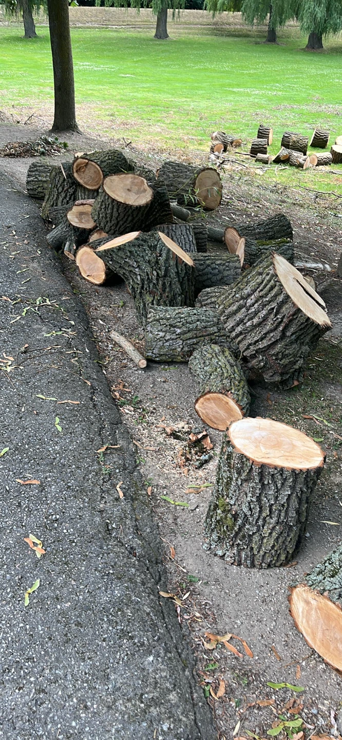 Free Wood