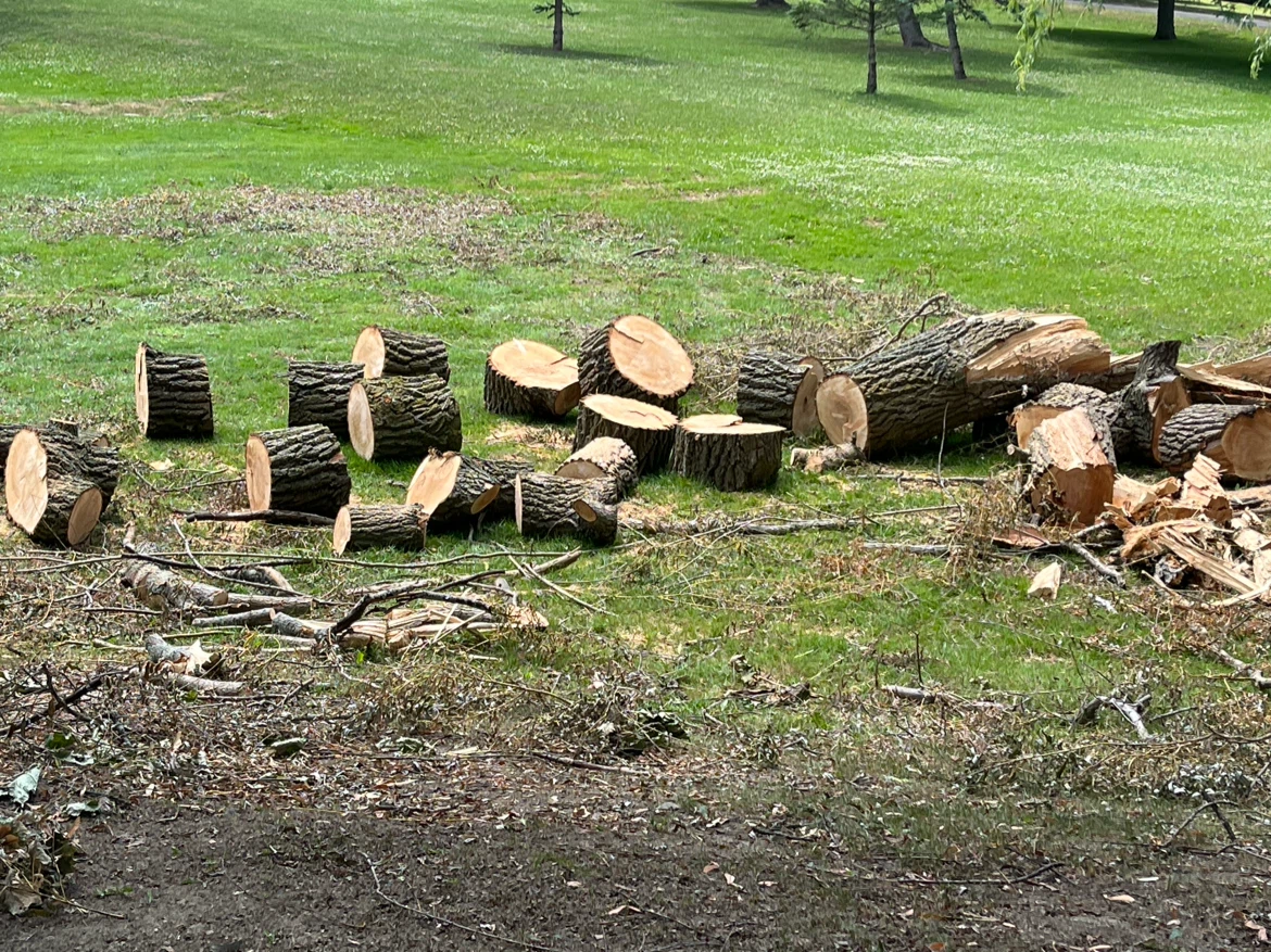 Free Wood - photo 2