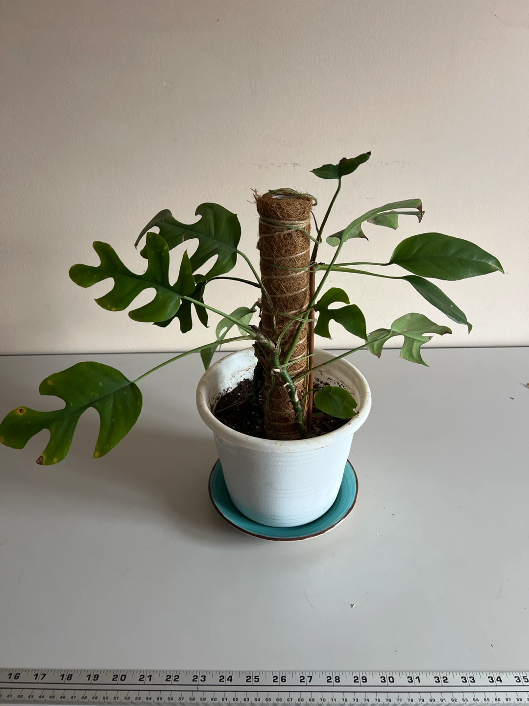 Rhaphidophora Tetrasperma Plant