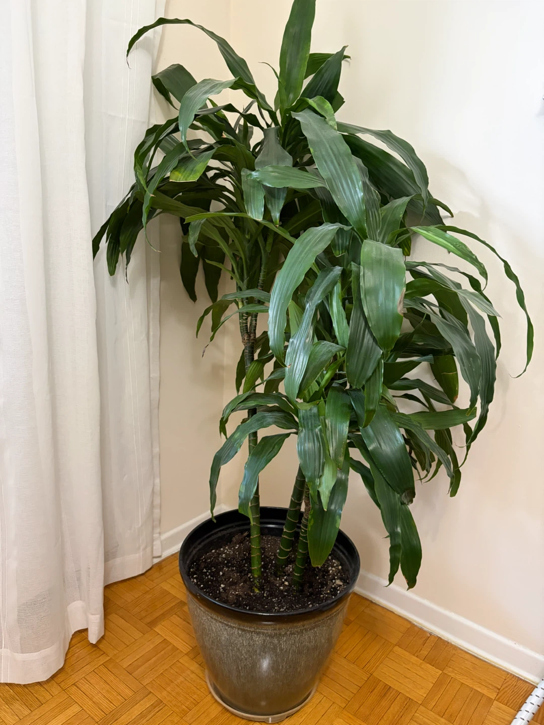 Dracaena Corn Plant