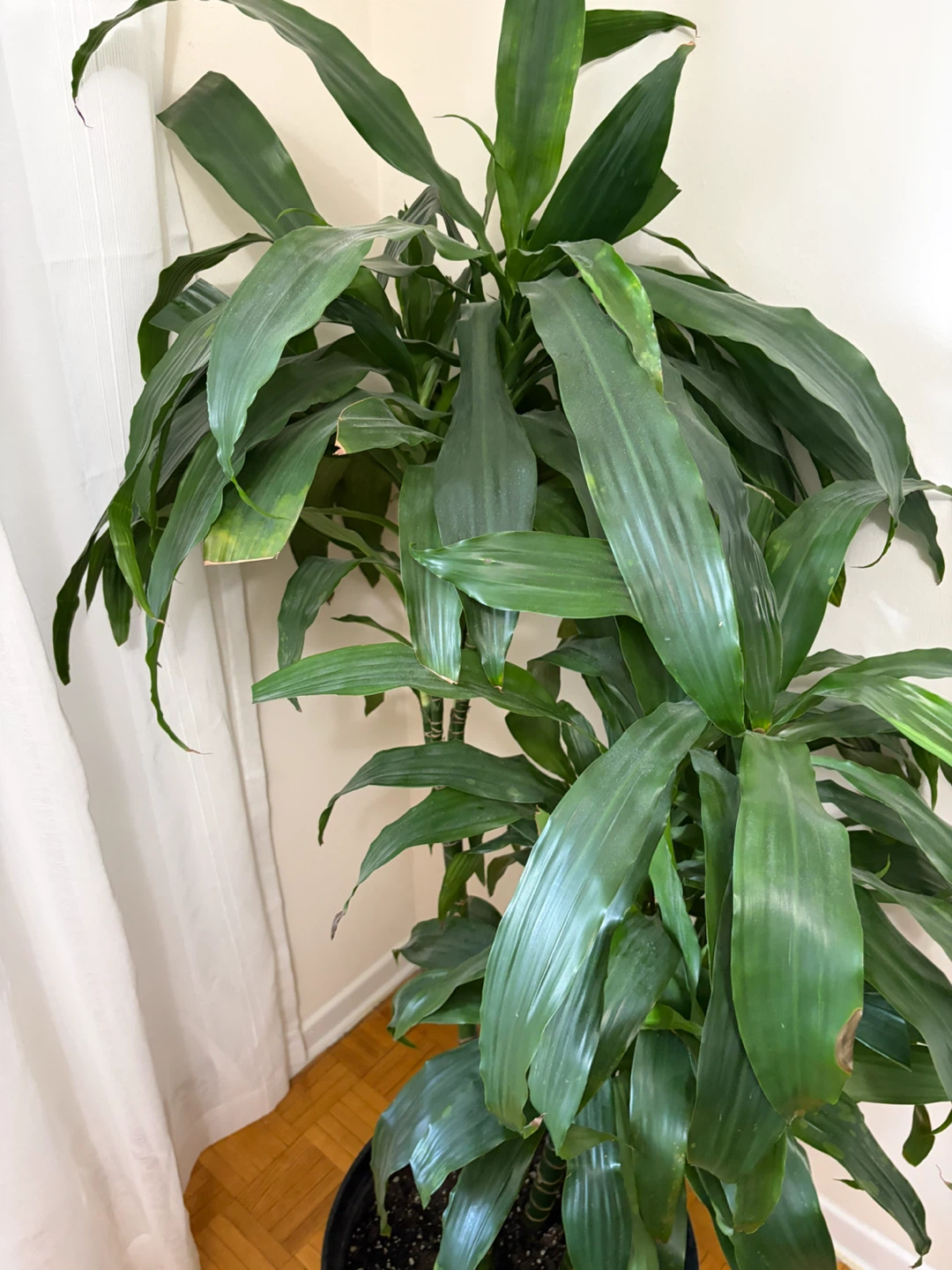 Dracaena Corn Plant - photo 2