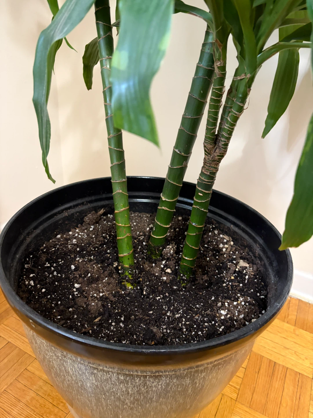 Dracaena Corn Plant - photo 3