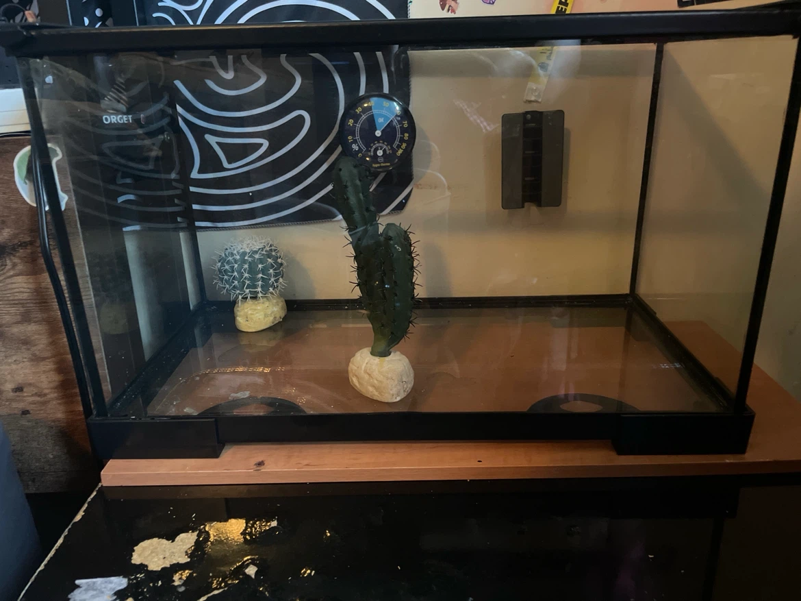 10 gallon reptile tank