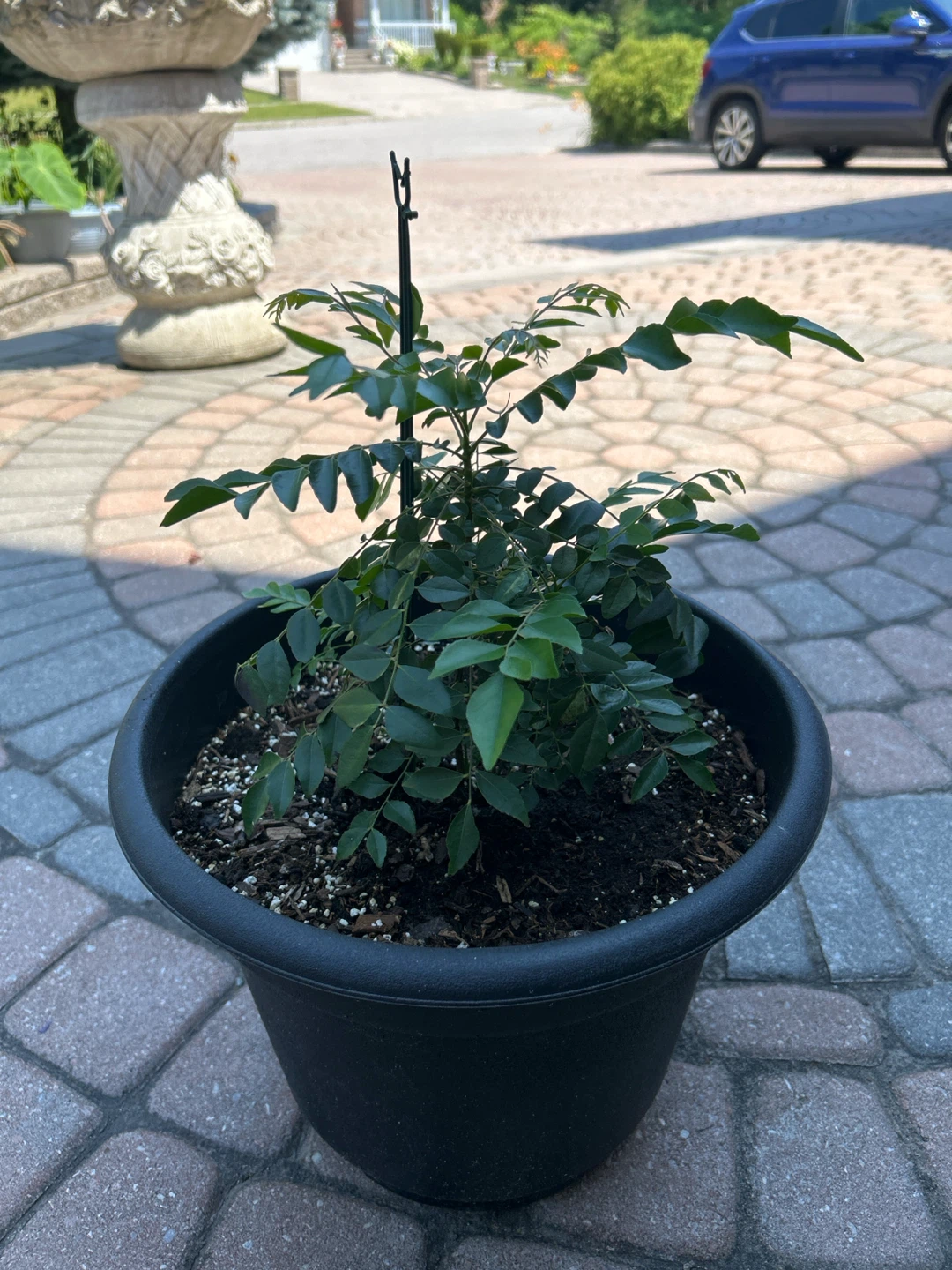 Curry Leaf Plant in Black Pot