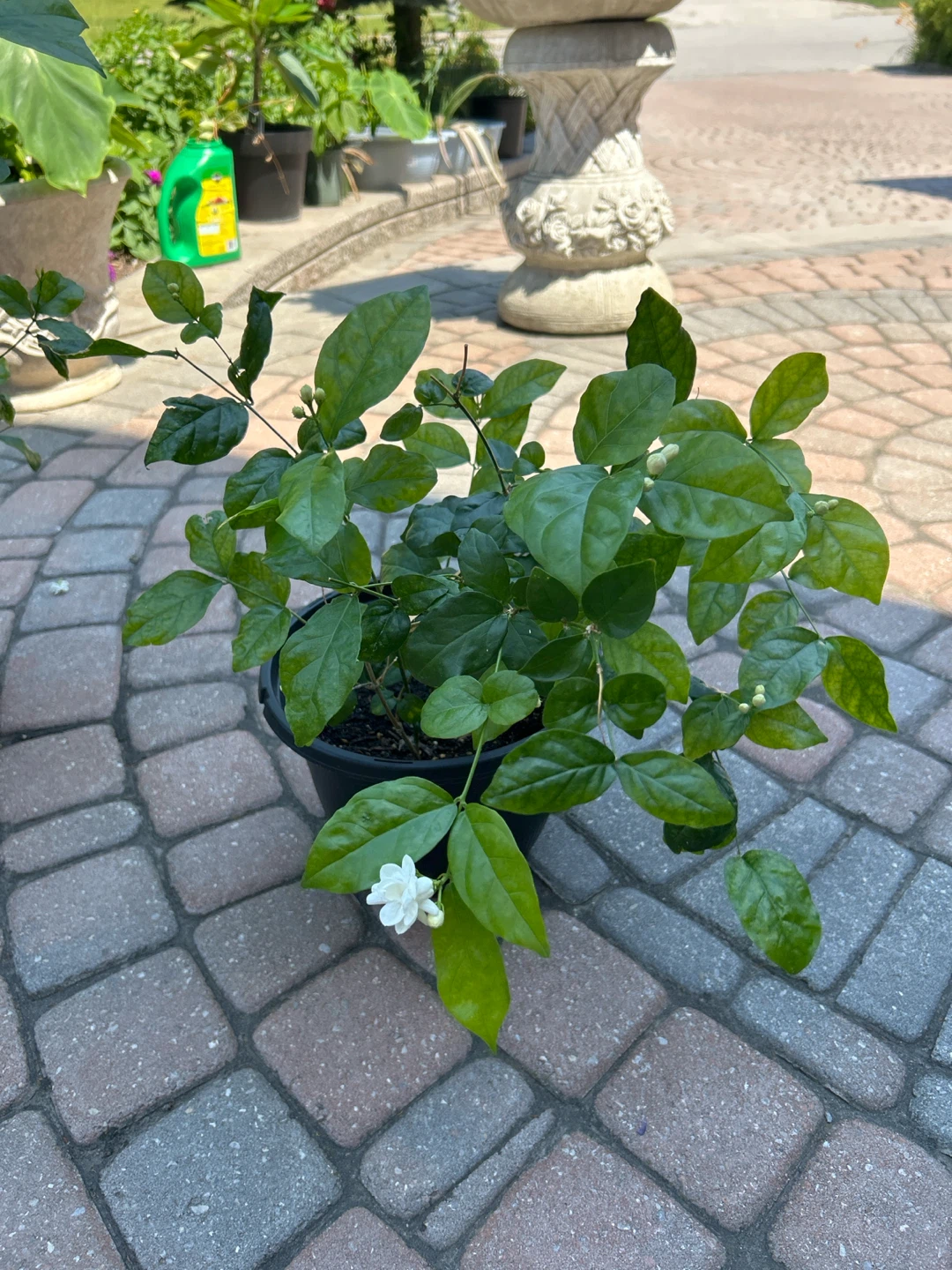 Flowering Jasmine Plant in Black Pot