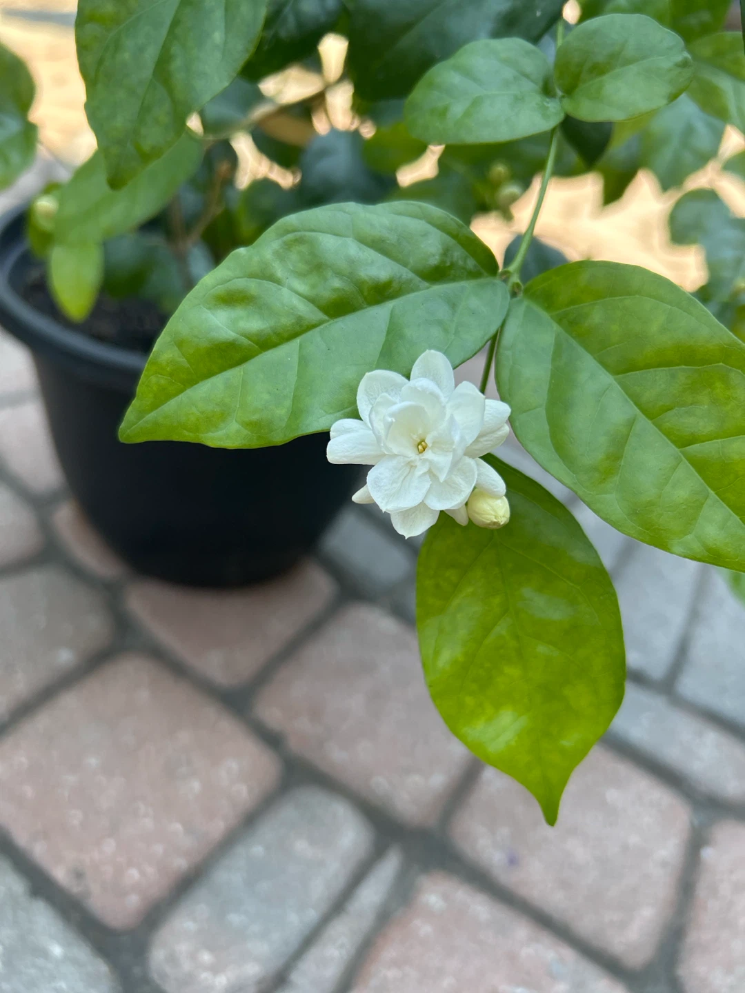 Flowering Jasmine Plant in Black Pot - photo 2