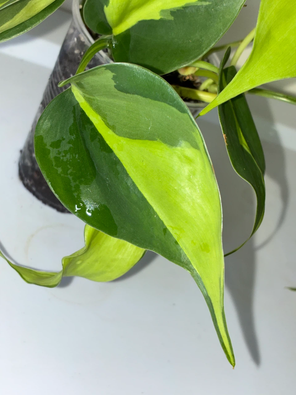 Philodendron Brasil Plant