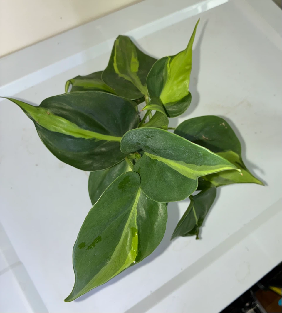 Philodendron Brasil Plant - photo 2