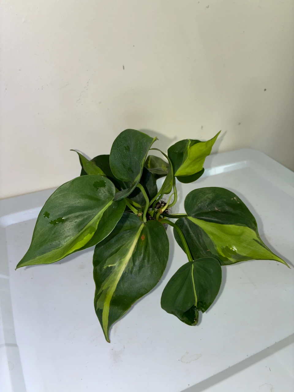 Philodendron Brasil Plant - photo 3