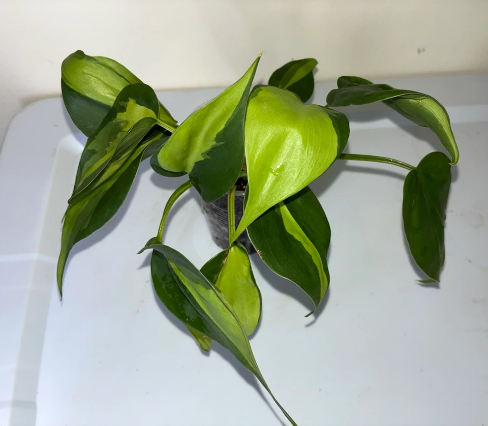 Philodendron Brasil Plant - photo 4