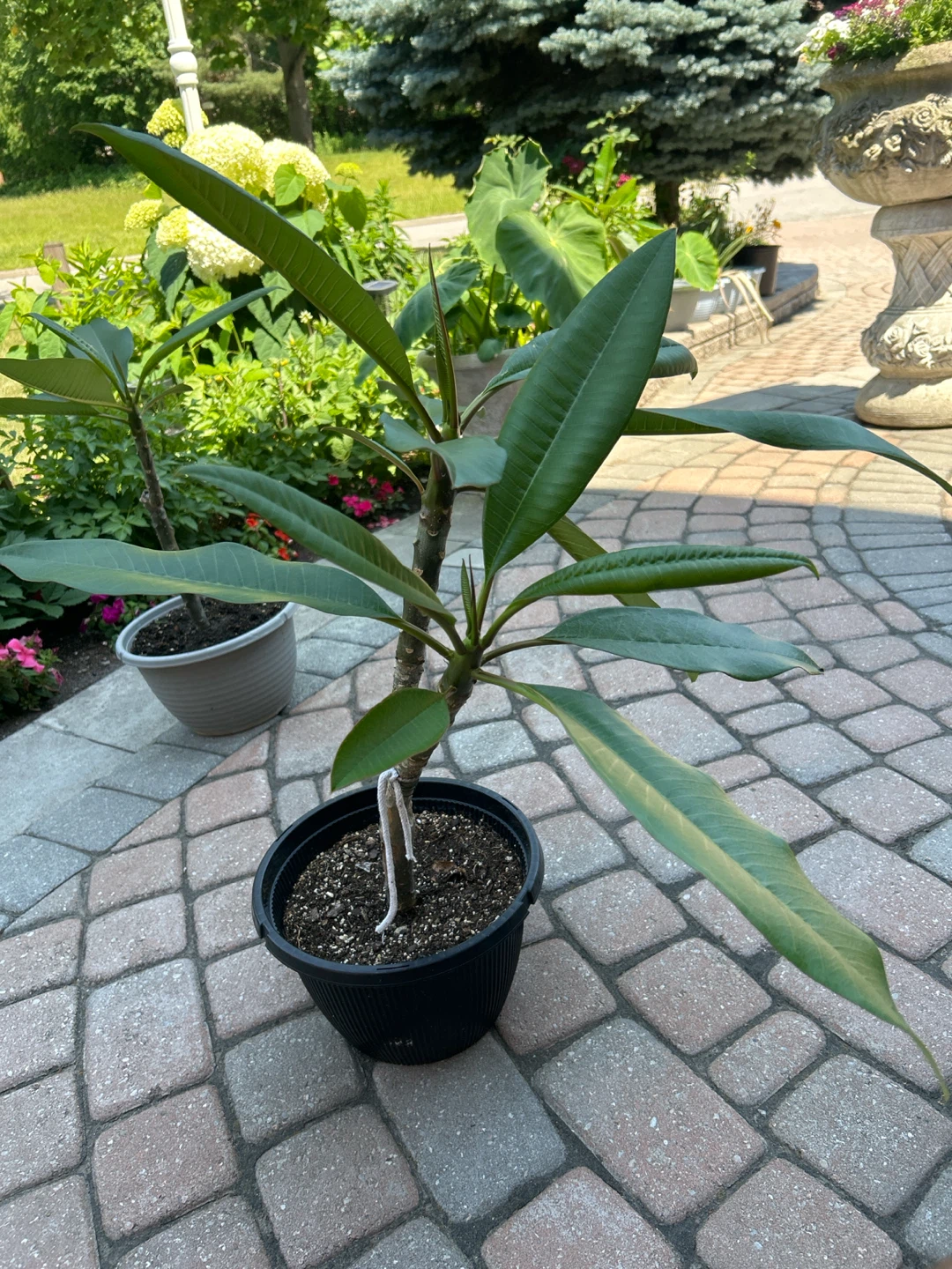 Plumeria Plant