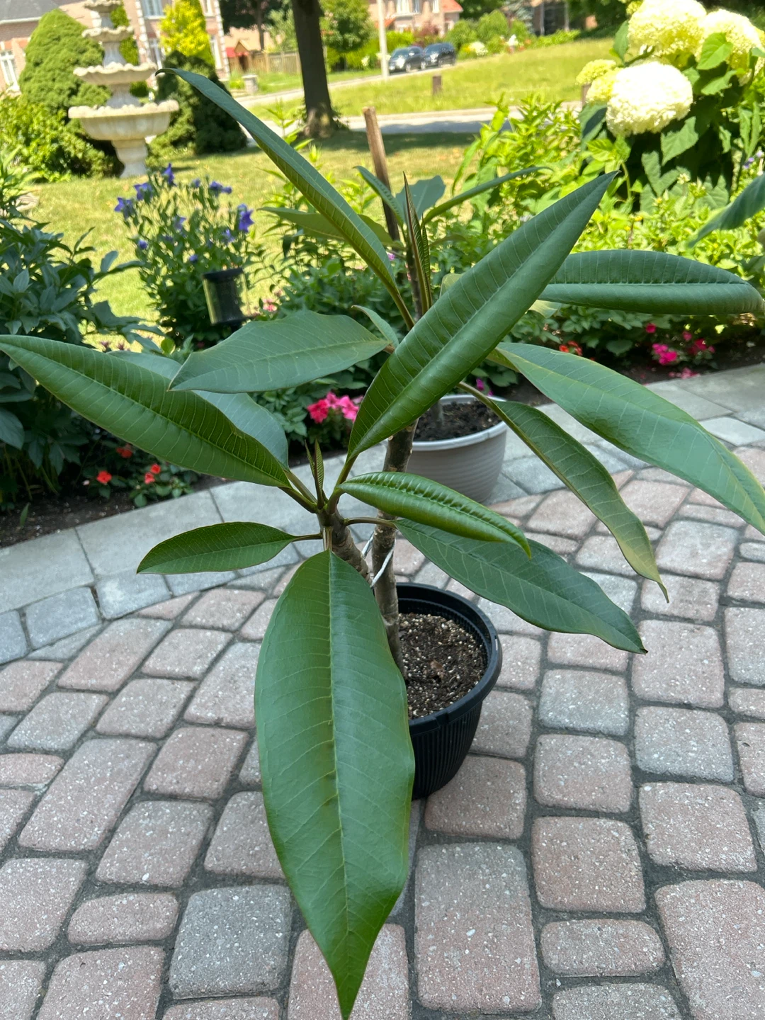 Plumeria Plant - photo 2