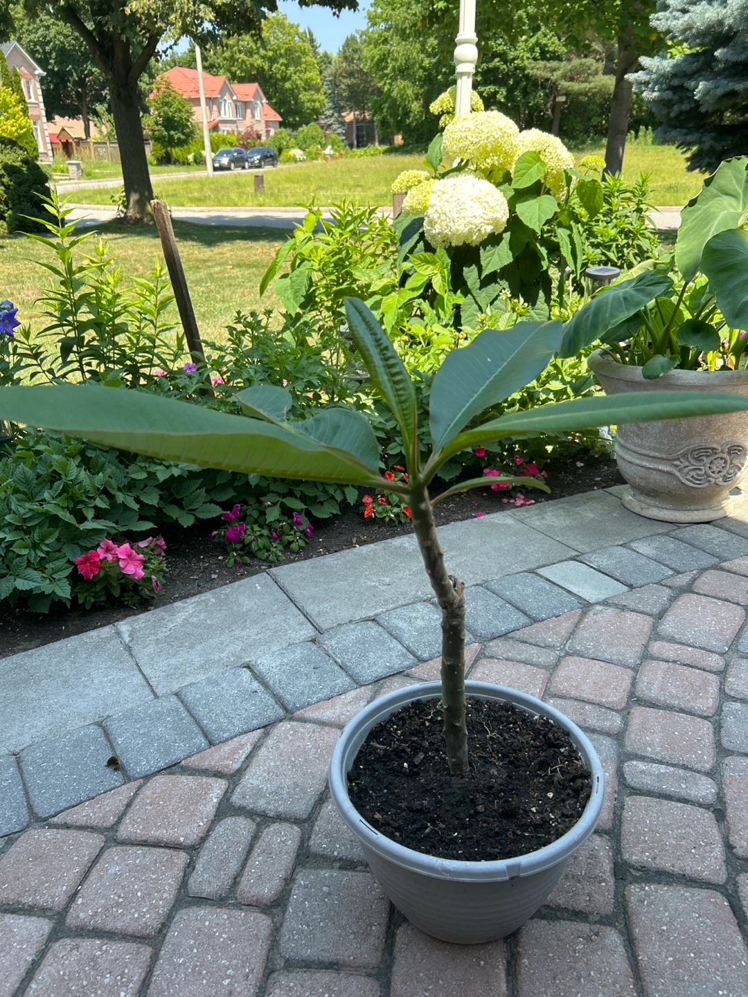 Plumeria Plant - photo 3