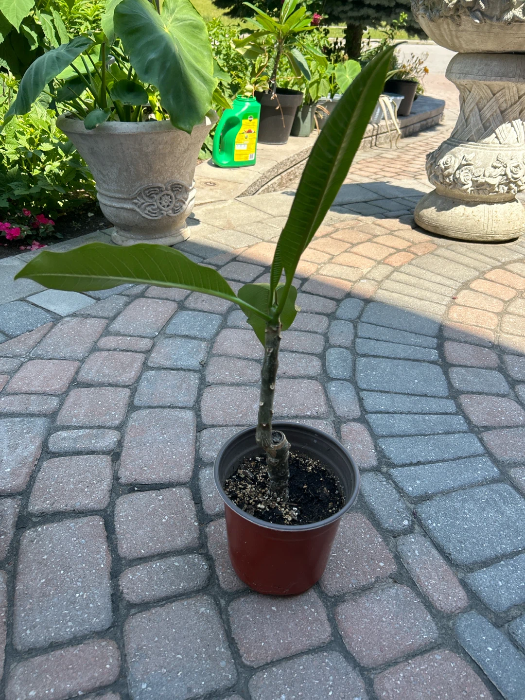 Plumeria Plant - photo 4