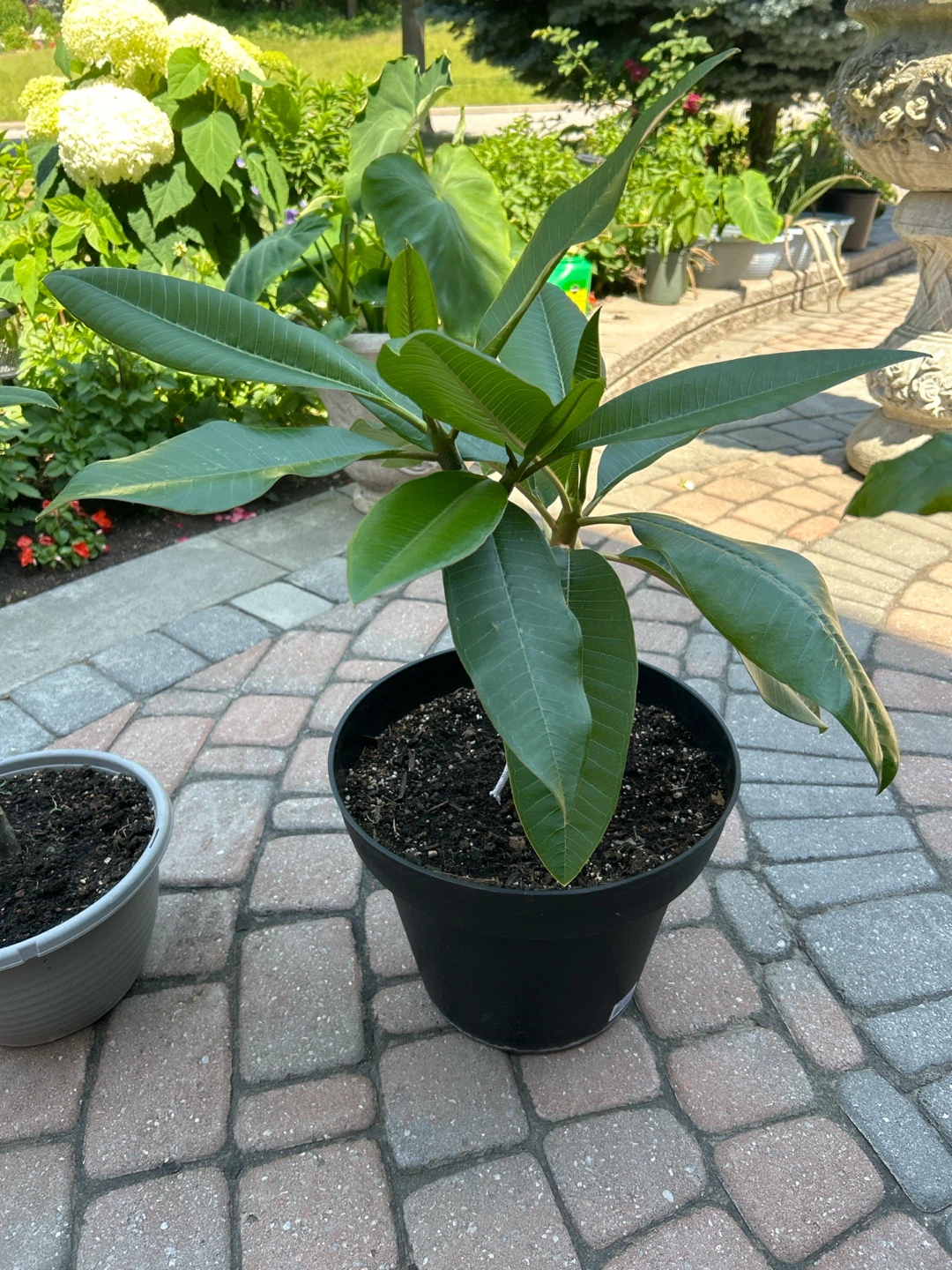 Plumeria Plant - photo 5