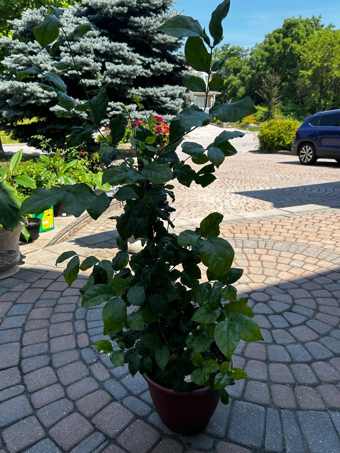 Potted Jasmine Plant