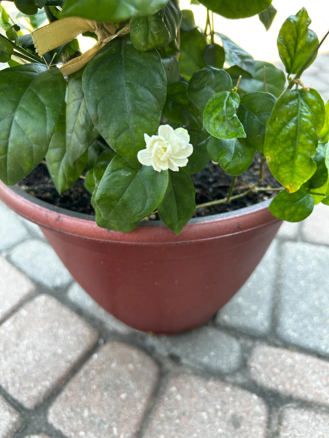 Potted Jasmine Plant - photo 2