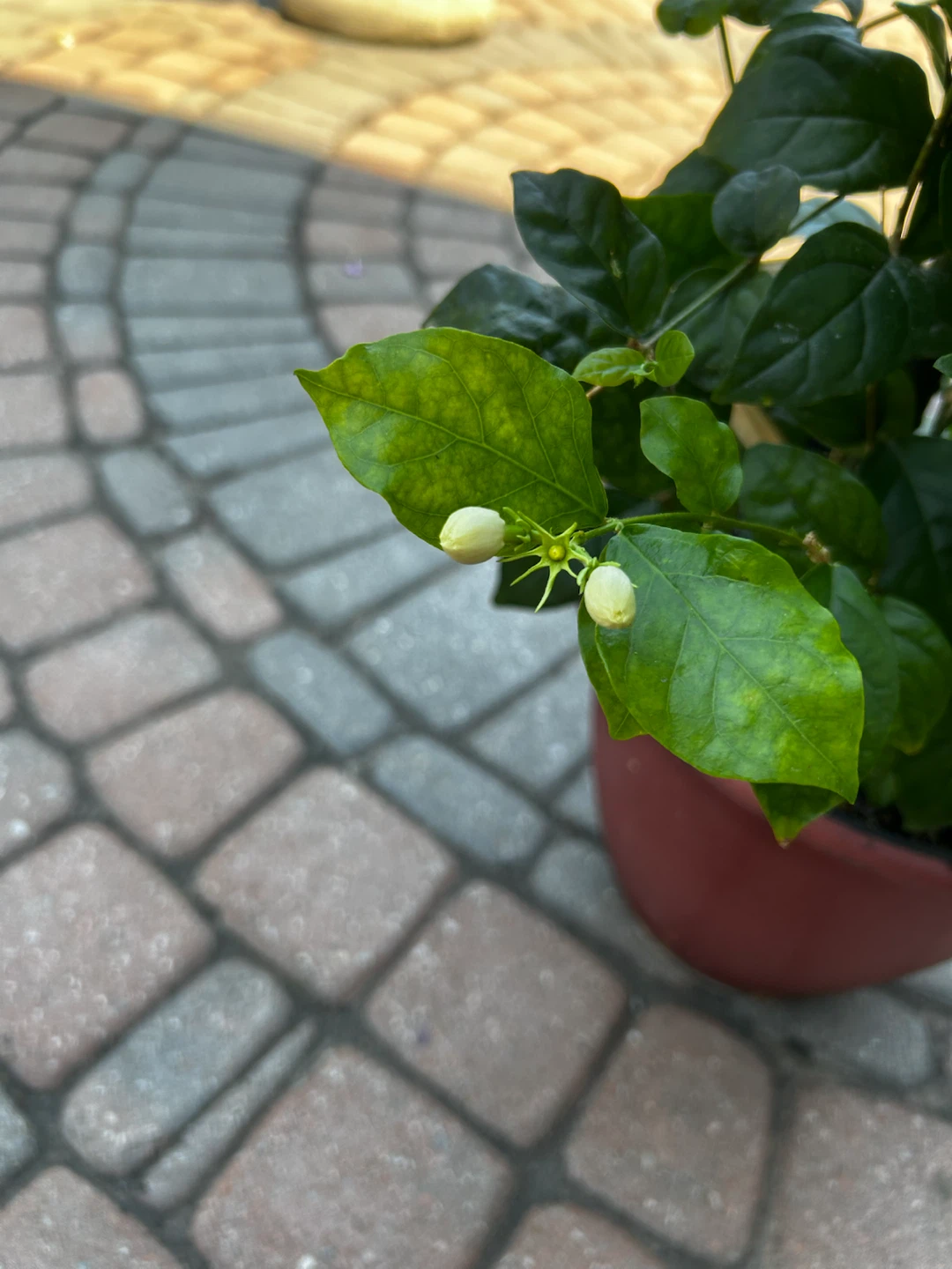 Potted Jasmine Plant - photo 3