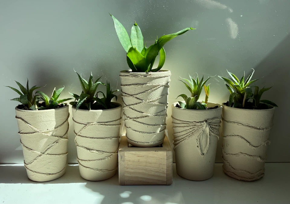 Potted Snake and Haworthia Succulents