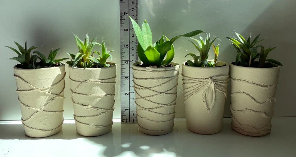 Potted Snake and Haworthia Succulents - photo 2