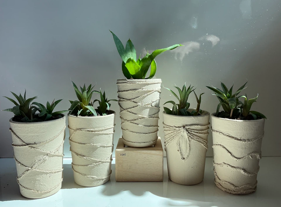 Potted Snake and Haworthia Succulents - photo 3
