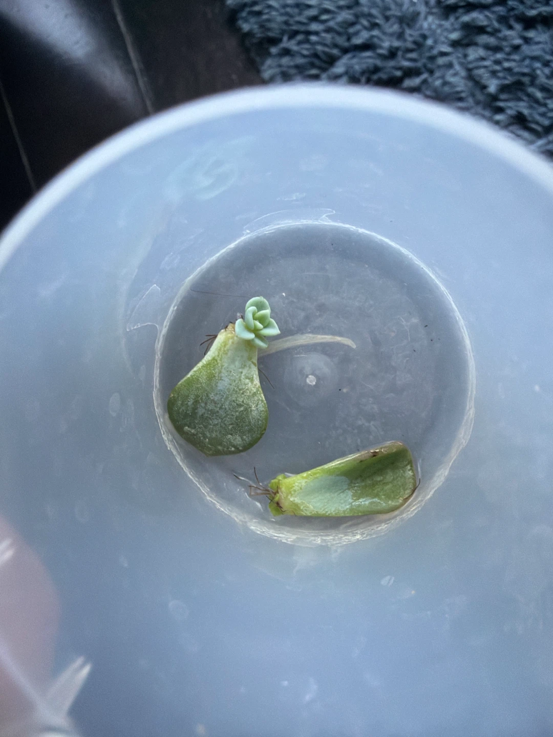 Succulent Plant Cuttings